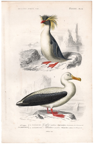 Rockhopper Penguin Wandering Albatross